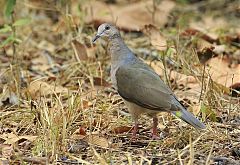 White-tipped Dove